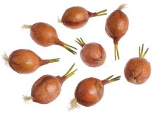 Umělá naklíčená cibule na dekorování, 10cm - 8 ks