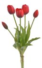 Tulipány