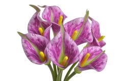 Svazek umělých kal, hlavička 7cm dl. 37cm - 7 kusů