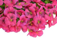 Dekorační věnec z umělých kvetoucích macešek Ø 50cm