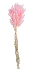 Přírodní sušený,bělený/barvený lagurus dl. 60cm  PINK