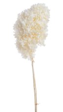 Stabilizovaná hortenzie latnatá bílá 18–24 cm – přírodní květ