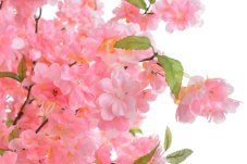 sakura stromek v květináči 235cm