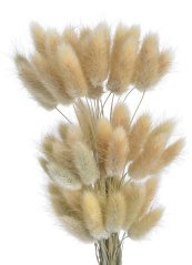 Přírodní materiál Lagurus natur 60ks/bal, 60cm