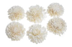 Přírodní dekorace květy z Shola star Ø 8 cm - 6ks