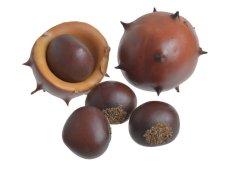 Umělé kaštany mix 5cmL x 4,5cmW x 4,5cmH, a 3cmL x 2,5cmW x 3cmH - 5ks