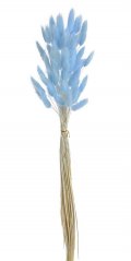 Přírodní sušený,bělený/barvený lagurus dl. 60cm  LT.BLUE