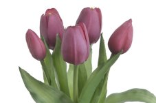 Svazek gumových tulipánů, hlavička 4,5cm, dl. celkem 30cm