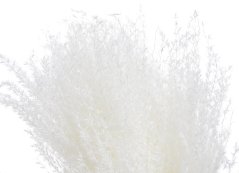 Přírodní dekorace bělená travina Miskant dl. 80cm - 10ks