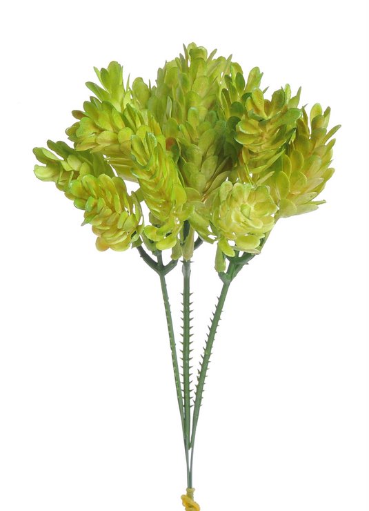 Chmel 21 cm, 3 větvičky