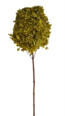 Stabilizovaná hortenzie latnatá světle zelená 18–24 cm – přírodní květ