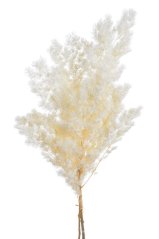 Svazek Asparagus myriocladus 100g dl. 55-70cm - WHITE preparovaný