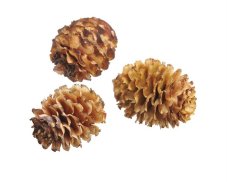 Přírodní materiál glabrum cream 4 - 6cm - 200g