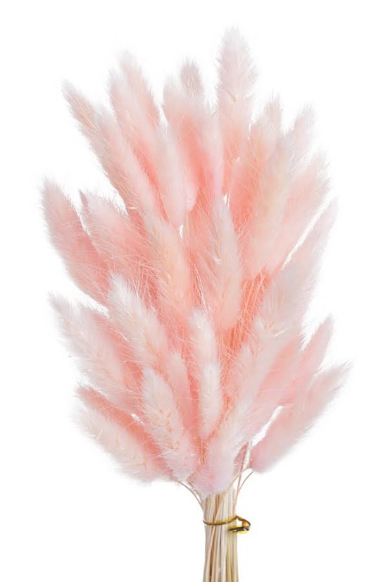 Přírodní sušený,bělený/barvený lagurus dl. 60cm  LT.PINK