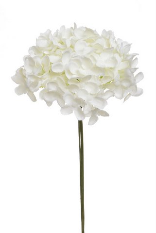 Divoký bez svazek 6 stonků s kvítky, dl. 22 cm, barva 02