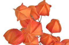 Umělá kvetoucí rostlina s 21 květy, květ Ø 5cm, dl. celkem 100cm