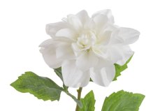 Umělá květina kvetoucí dahlie, květ Ø 12cm, dl.56cm