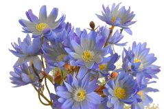 Umělá kytice kopretin 4ks, dl. 32cm