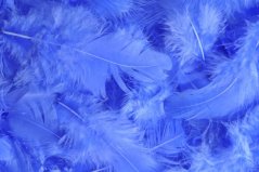 Přírodní barvené peří 7 - 12 cm, BLUE_297C