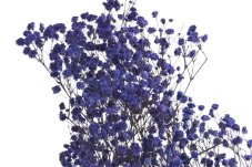 Stabilizovaná gypsophila (nevěstin závoj) levandulově modrá 80 cm, 100 g