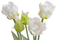 Svazek umělých papouščích tulipánů hlavička 5,5cm, celkem dl. 46 cm - 5ks
