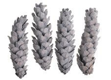 Dekorační šišky Strobus šedé 15–20 cm – 4 ks