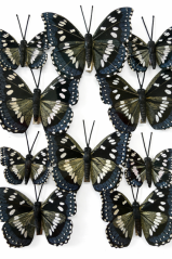 Dekorační motýl z plastu a peří na klipu 4,5cm, 7,5cm - 10ks