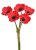 Svazek květů anemone na stonku dl. 29cm - 5 ks