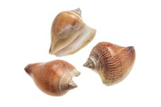 Přírodní dekorace ulity Ranviranjan  4,5 - 6cm - 1kg