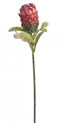 Umělá kvetoucí protea s listy dl.75cm