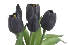 Svazek gumových tulipánů, hlavička 4,5cm, dl. celkem 30cm