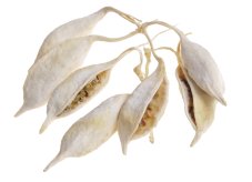 Přírodní dekorace bělený brachiciton dl. 8 - 11cm -  200g