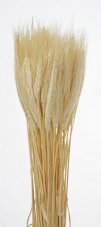 Přírodní sušené a barvené obilí na aranžování dl. 60cm_01