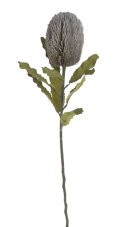 Umělý kvetoucí bodlák Banksia, květ10cm/dl.65cm