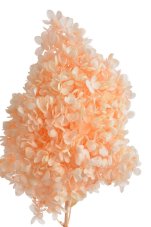 Stabilizovaná hortenzie latnatá meruňková 18–24 cm – přírodní květ