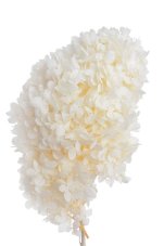 Stabilizovaná hortenzie latnatá bílá 18–24 cm – přírodní květ