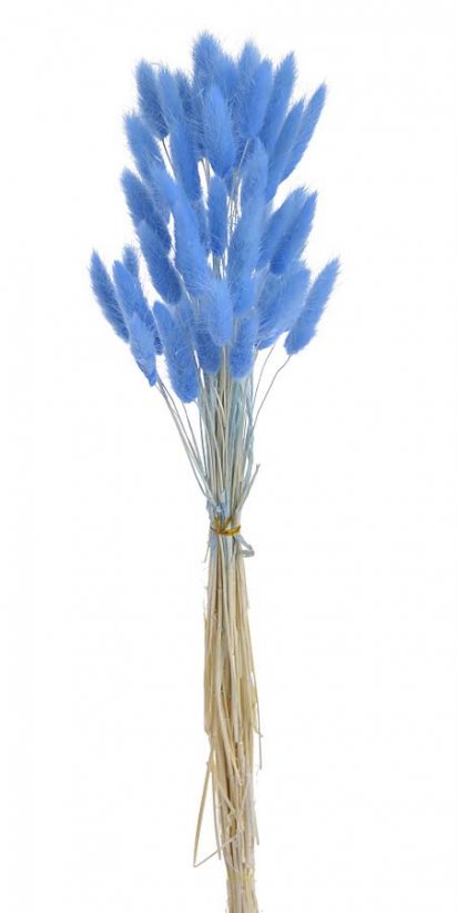 Přírodní sušený,bělený/barvený lagurus dl. 60cm  DK.BLUE