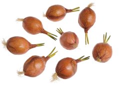 Umělá naklíčená cibule na dekorování, 10cm - 8 ks