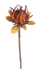 Umělá protea květ Ø 18cm, dl 94cm