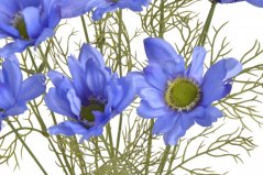 Kosmos kytice 9 květů + 3 poupata, 58 cm - modrá 73