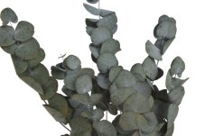 Stabilizovaný eukalyptus Cinerea 60–80 cm, svazek 100 g