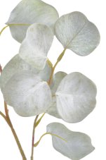 Eukalyptus populus 70cm, barva G2