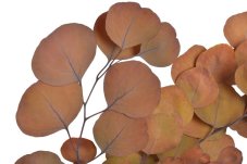 Stabilizovaný eukalyptus Populus světle hnědý 60–70 cm, 100 g