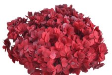 Stabilizovaná hortenzie tmavě růžová 15–20 cm – sušený přírodní květ