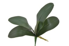 Umělé listy orchideje s kořínky dl.39cm