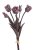 Tulipán papouščí svazek x5, 45cm