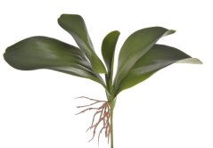 Umělé orchidejové listy s kořínky dl. 27 cm