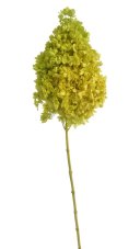 Stabilizovaná hortenzie latnatá světle zelená 18–24 cm – přírodní květ XL