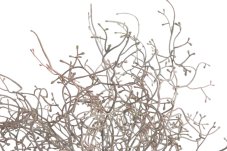 Tilandsia, 36 cm, 7 větviček, barva_18