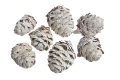 Přírodní dekorace Daphnoides WW  - bal. 200g